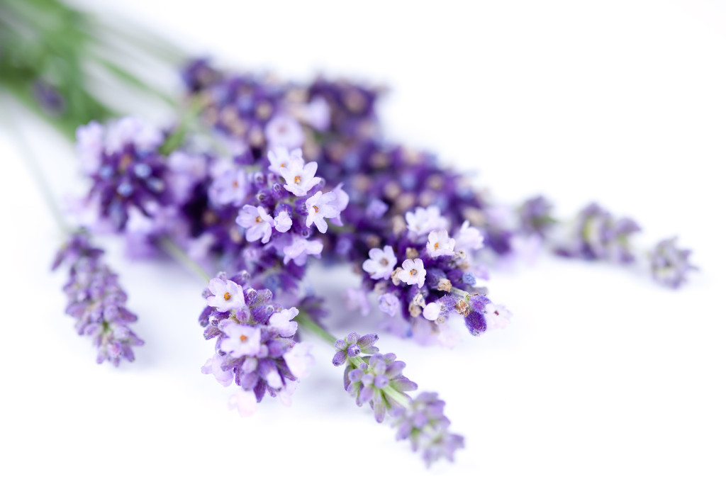 soft_purple_lavender_flowers_nature_hd-wallpaper-1899365